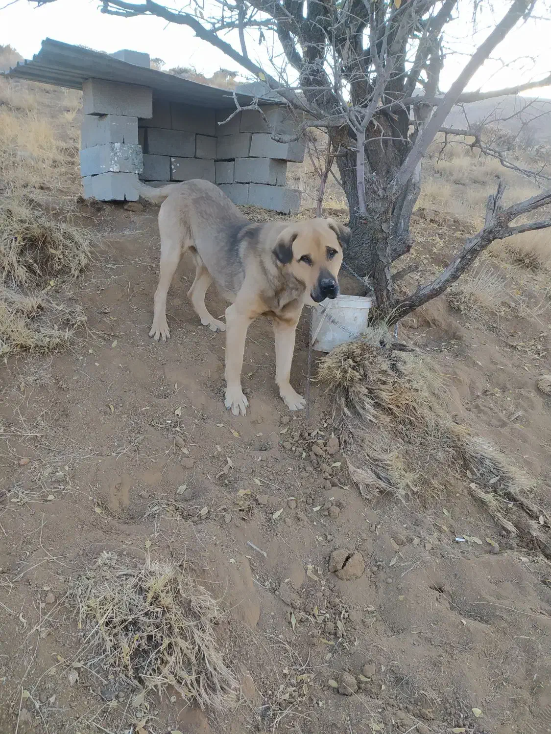 سگ .|حیوانات|حسین آباد, |دیوار