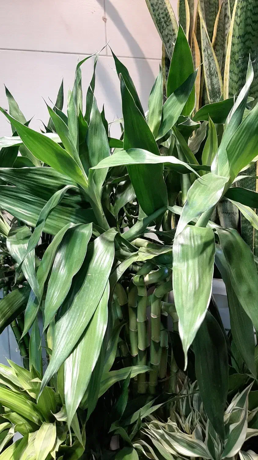 بامبو/بامبو تایلندی/رومیزی/گل آپارتمانی|گل و گیاه طبیعی|فردیس, فردیس|دیوار