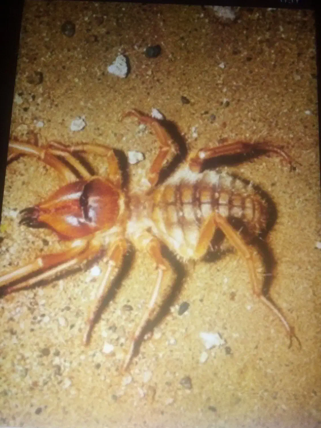 سمپاشی سوسک ساس سم پاشی تضمینی فقط دریک جلسه|خدمات نظافت|مشهد, کلاهدوز|دیوار