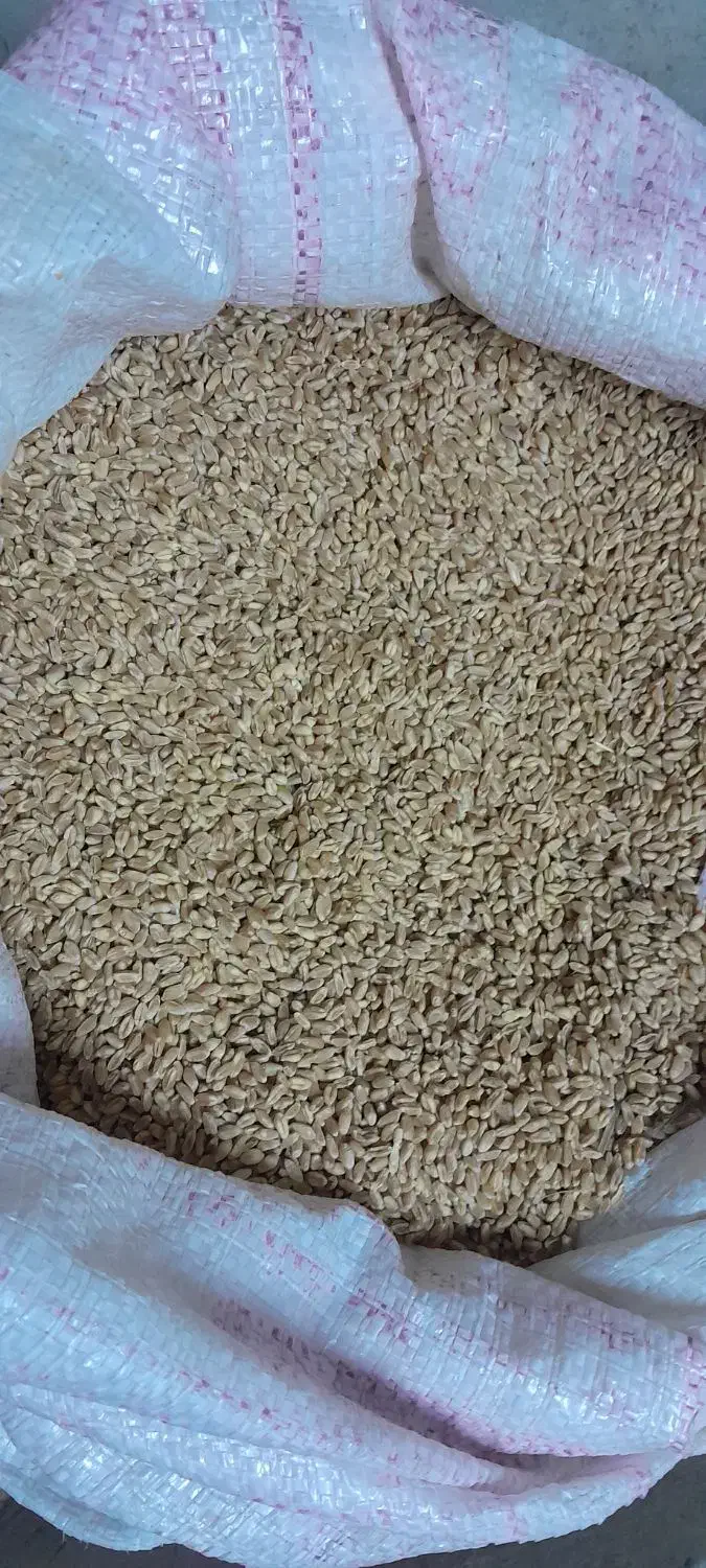 فروش بذر گندم نژاد میهن|لوازم جانبی حیوانات|خرمدره, |دیوار