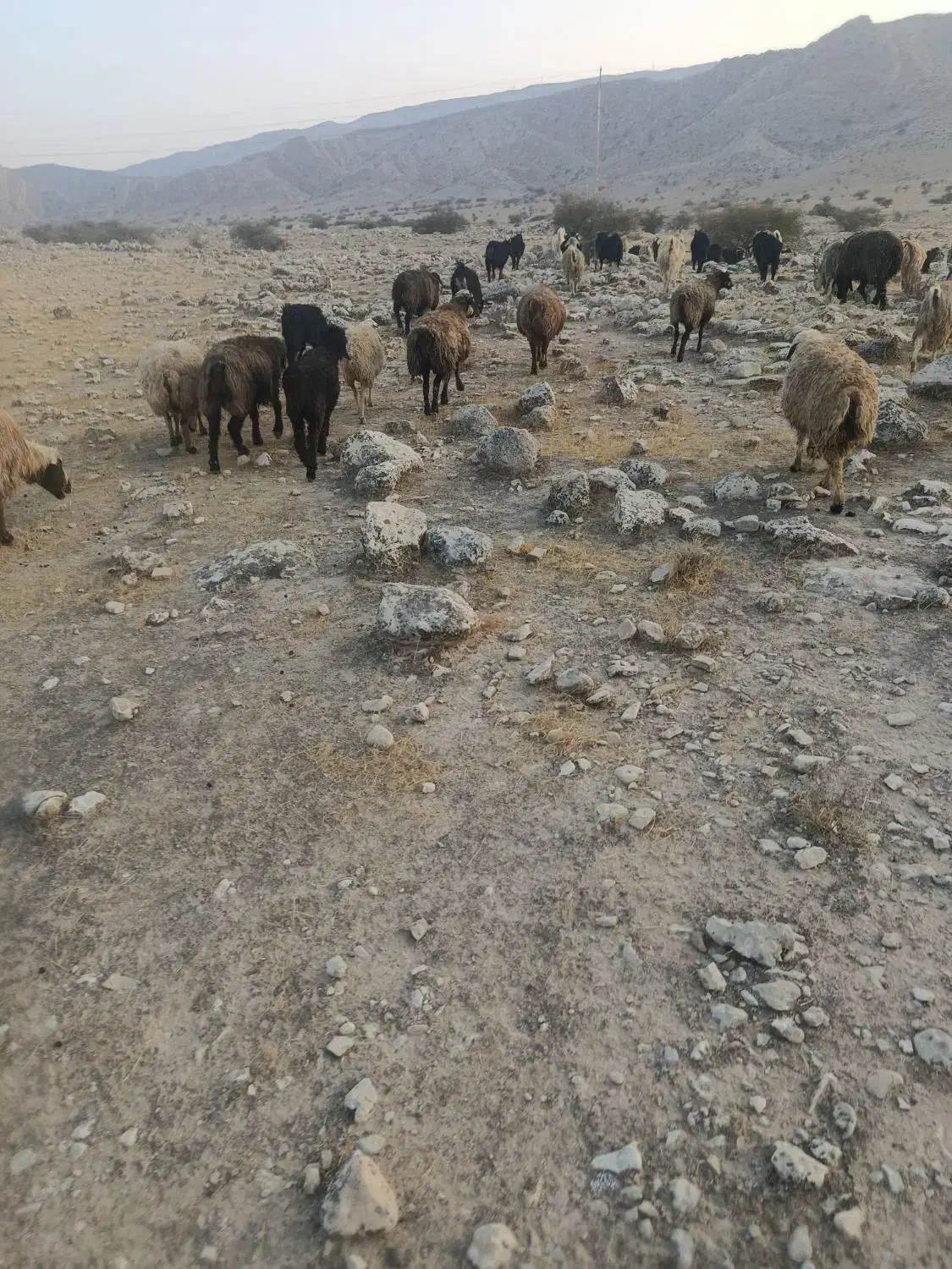 12راس میش خوب ترکی  برای داشت|حیوانات مزرعه|اقلید, |دیوار