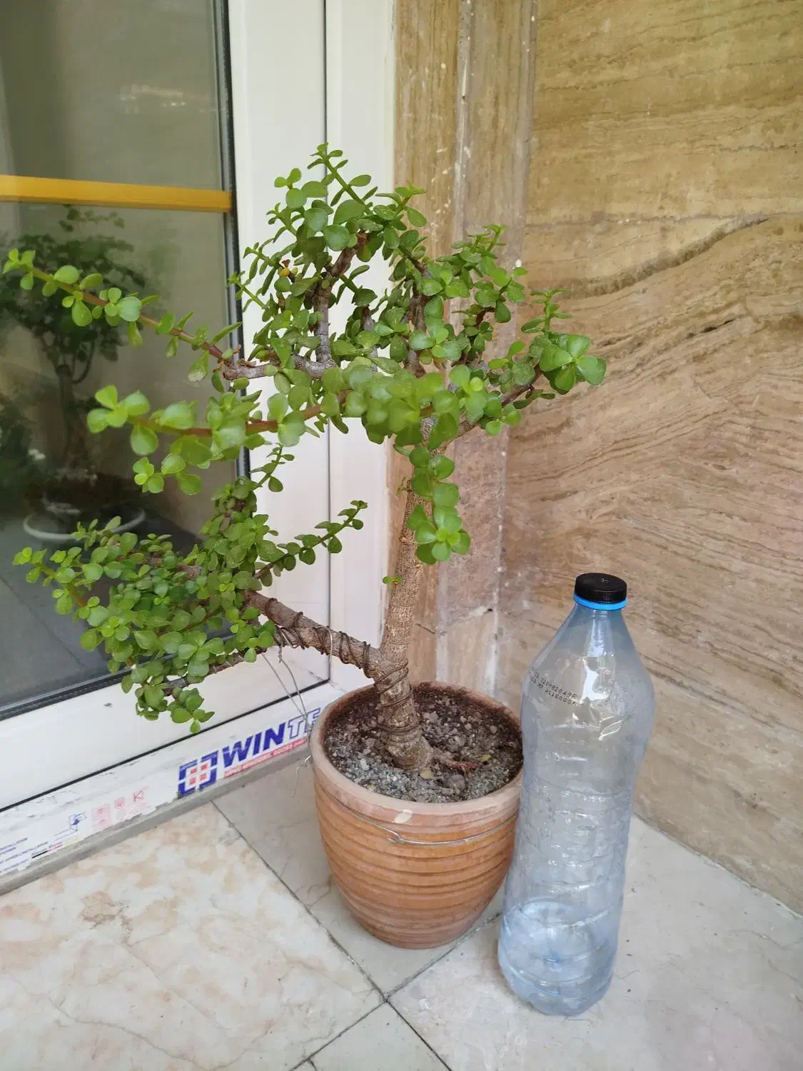 بنسای خرفه جید|گل و گیاه طبیعی|تهران, نیلوفر|دیوار