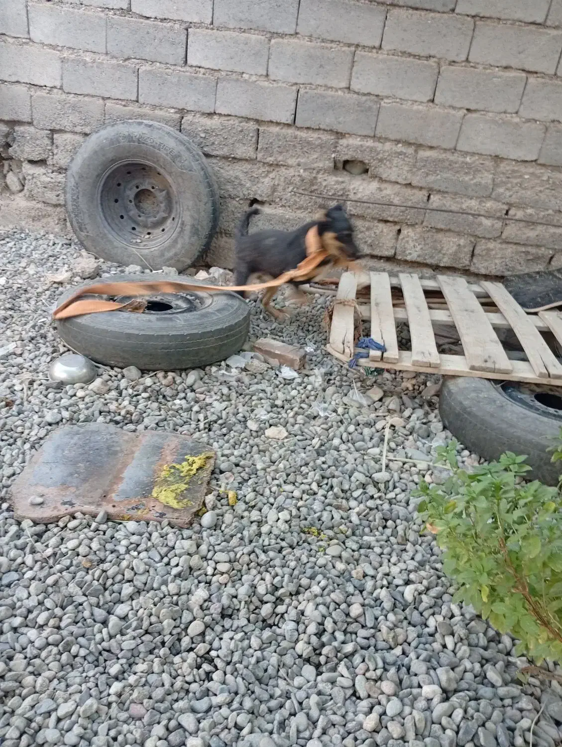 یک قلاده سگ|سگ|جیرفت, |دیوار