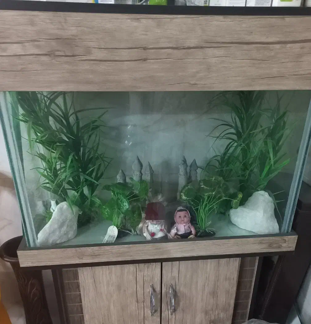 آکواریوم|ماهی|بروجرد, |دیوار