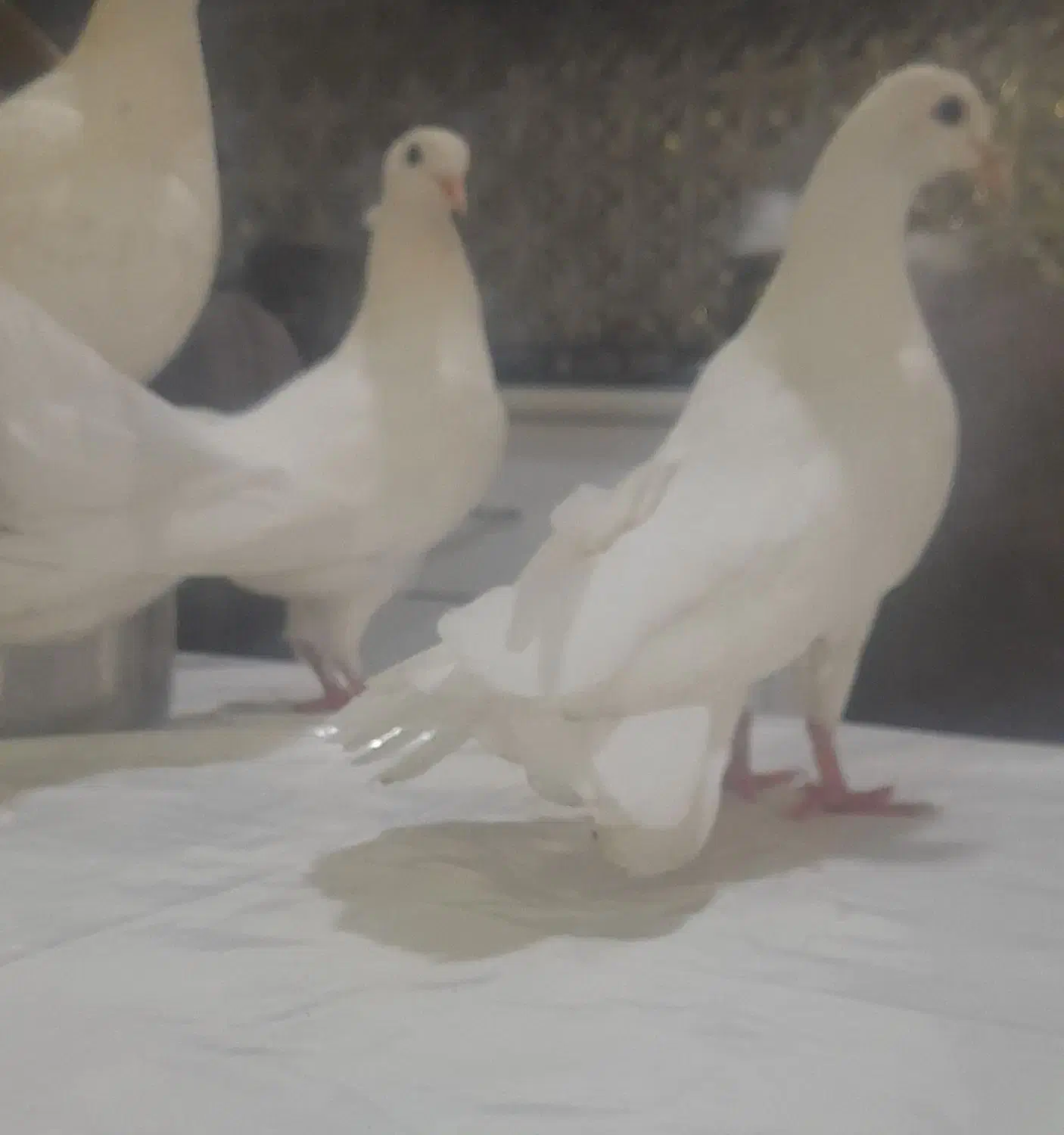 کفتر گرفتنی و...|پرنده|قم, باغ شازده|دیوار