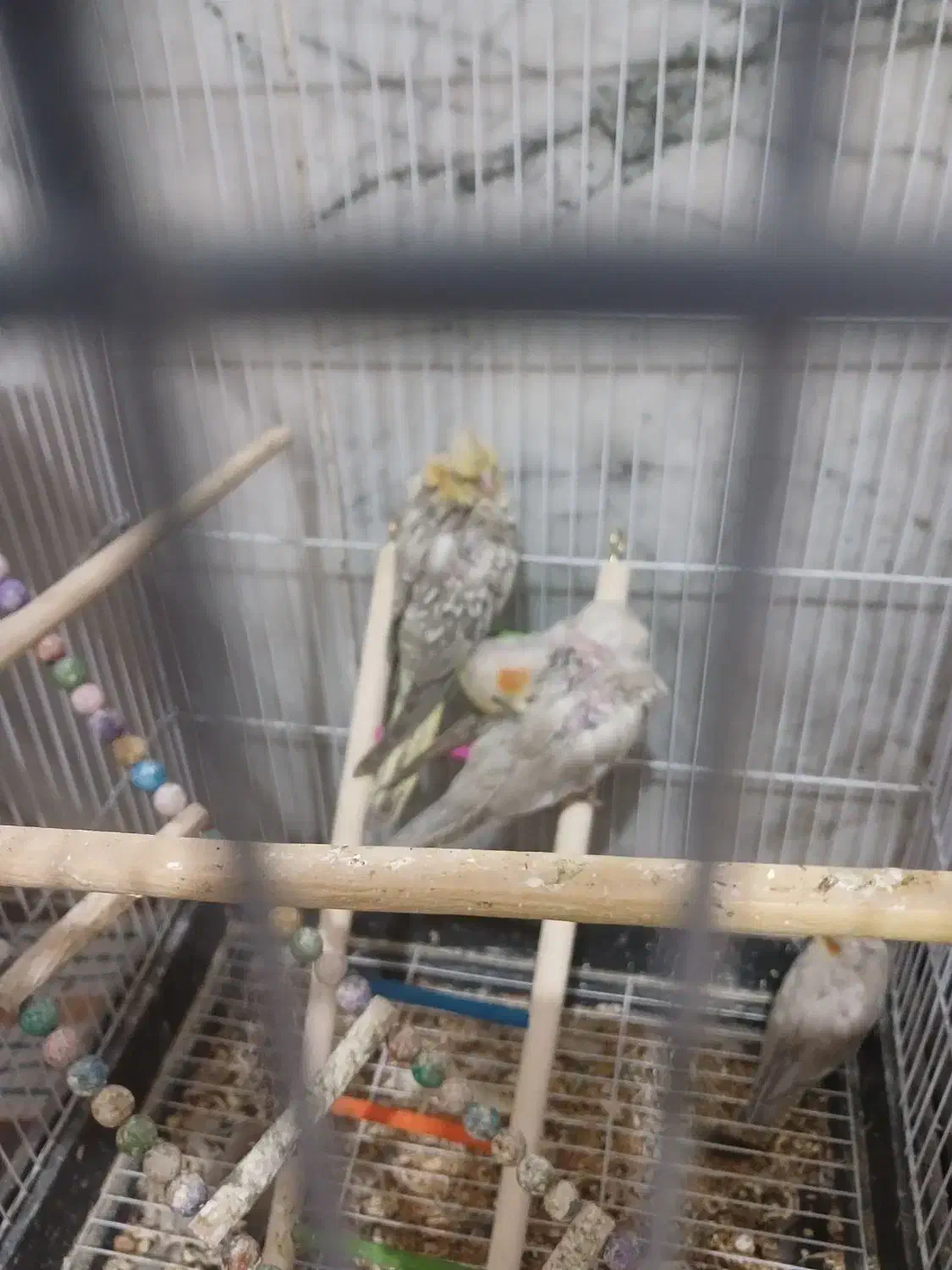 عروس هلندی|پرنده|مشهد, شهید شهریاری|دیوار