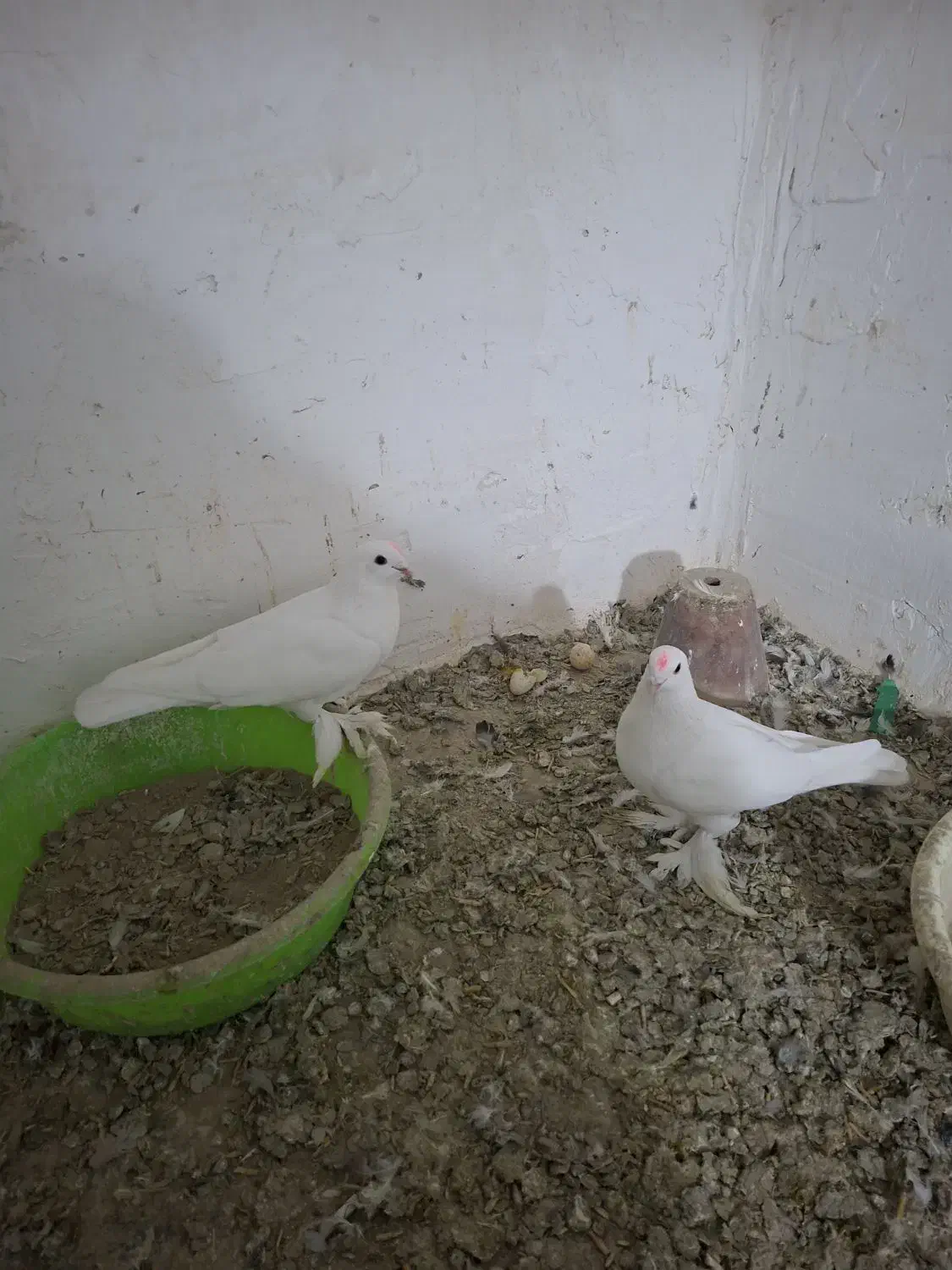 کبوتر فروشی لوتی و شازده و سررور|پرنده|ایلخچی, |دیوار