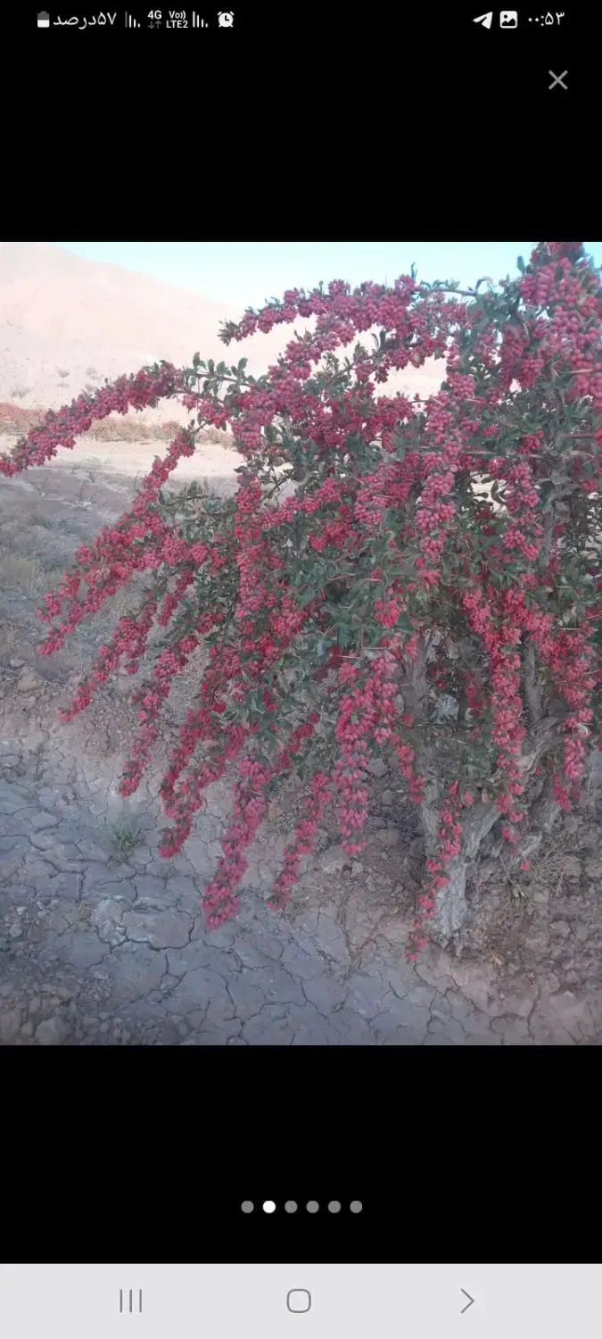 درخت زرشک اسلاح میکنم در خراسان|خدمات باغبانی و درختکاری|قائن, |دیوار