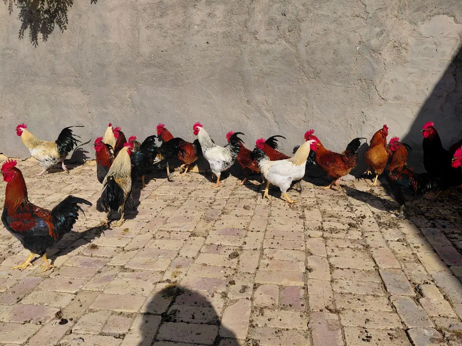 خروس محلی|حیوانات مزرعه|بوئین زهرا, |دیوار