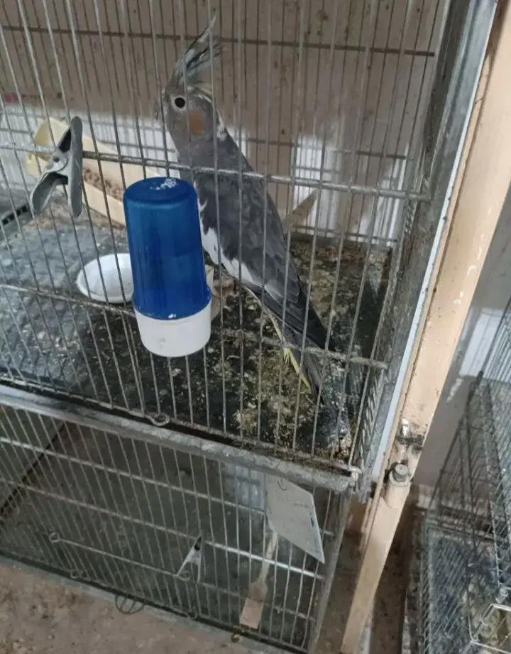 عروس هلندی|پرنده|آبیک, |دیوار