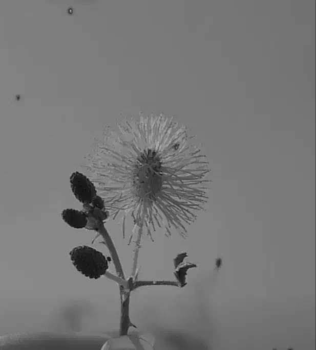 برنج نیم دانه اصل هاشمی|خوردنی و آشامیدنی|اردبیل, |دیوار