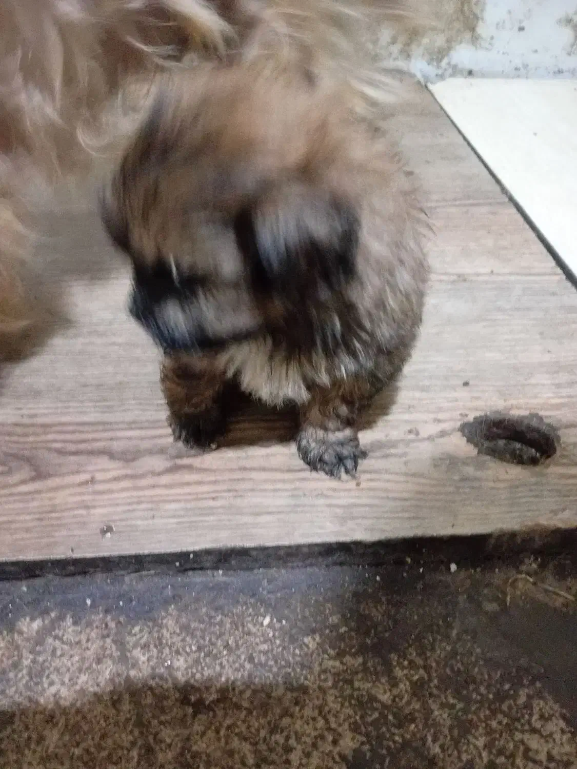 فروش سگ شیتزو|سگ|خرمدره, |دیوار