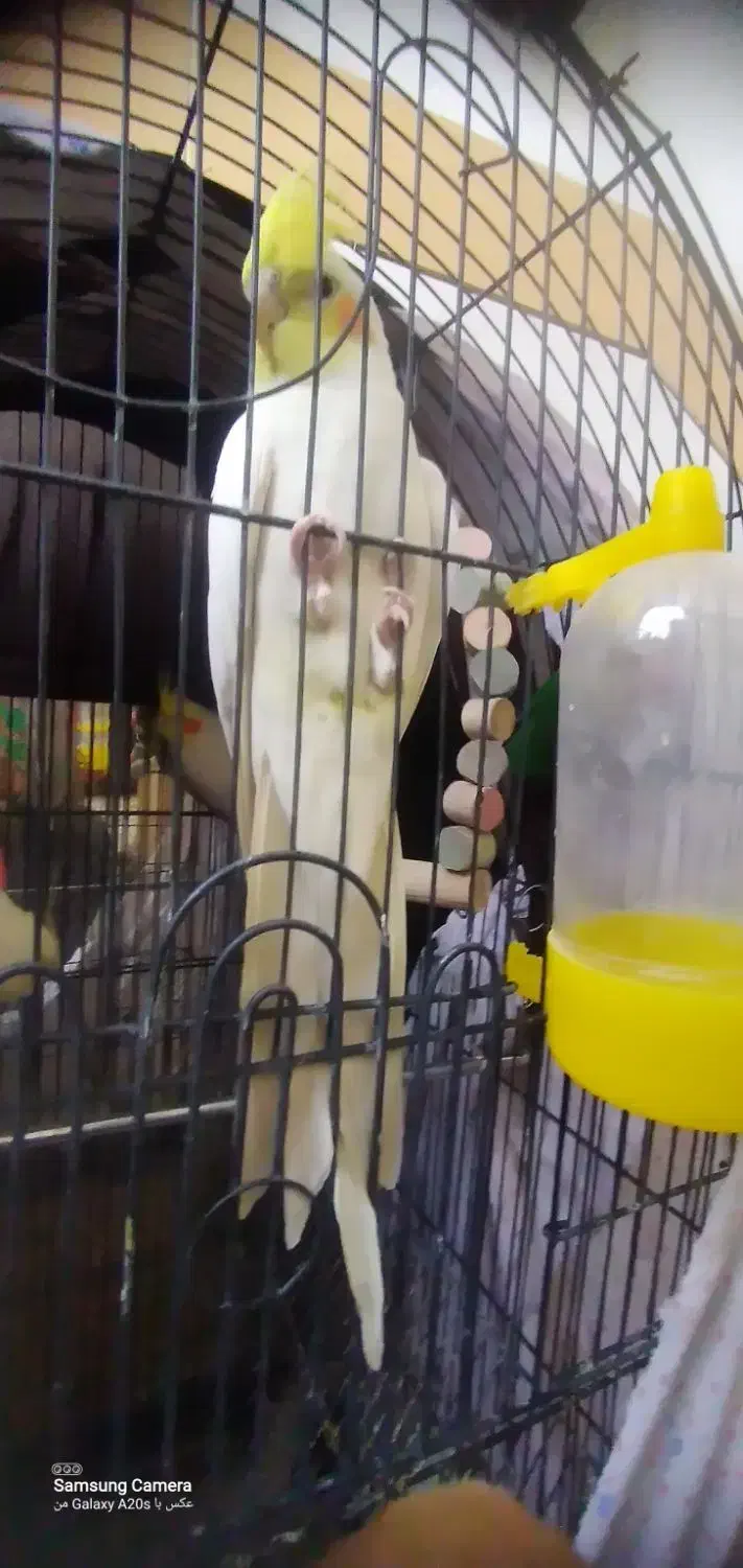 4عدد عروس هلندی|پرنده|خمینیشهر, |دیوار