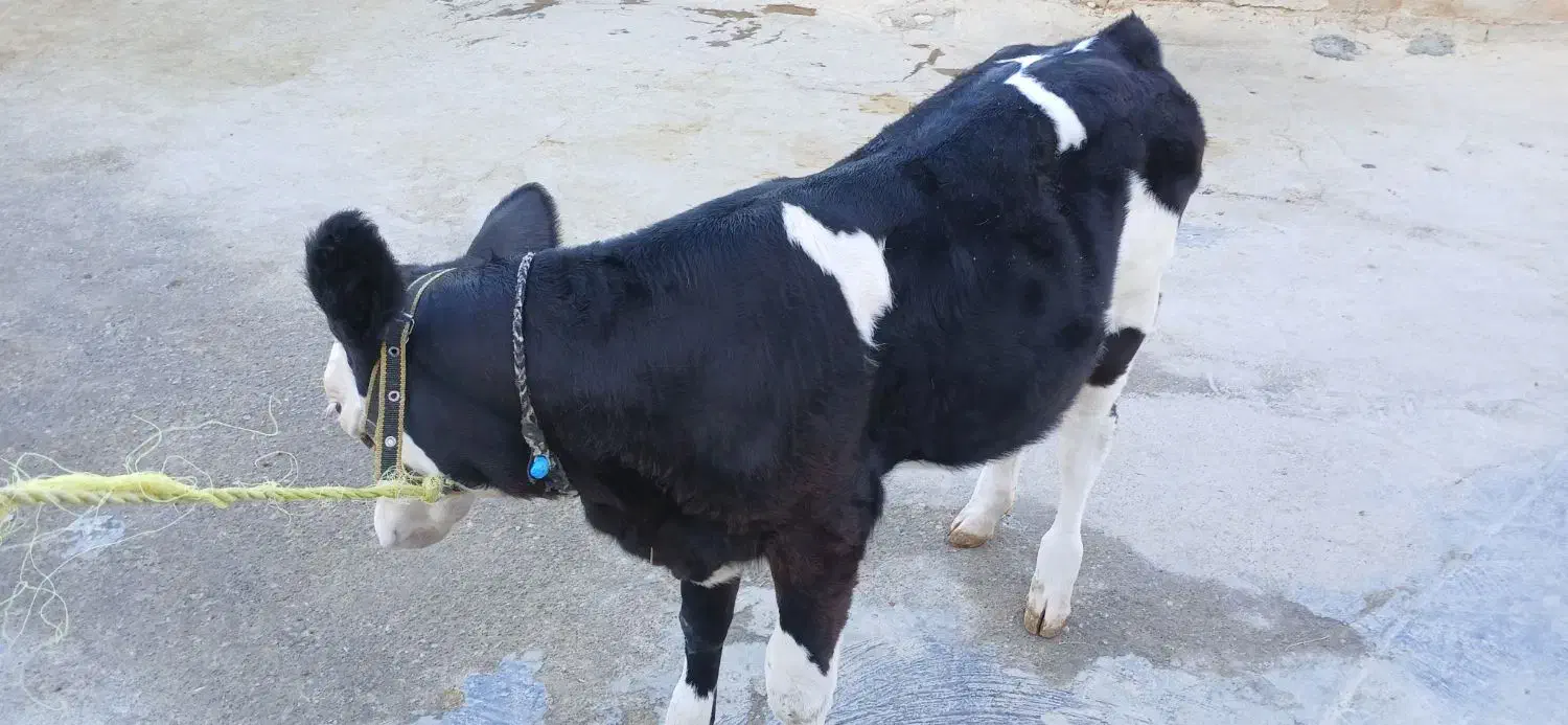 گاو گوساله|حیوانات مزرعه|کوهنانی, |دیوار