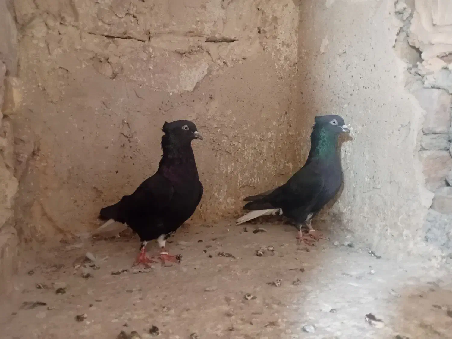 فروش|پرنده|نیشابور, فردوسی جنوبی|دیوار