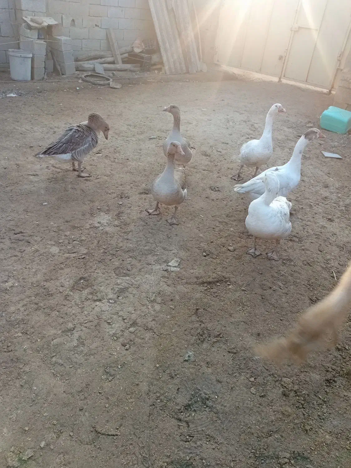 قاز|حیوانات مزرعه|گنبد کاووس, |دیوار