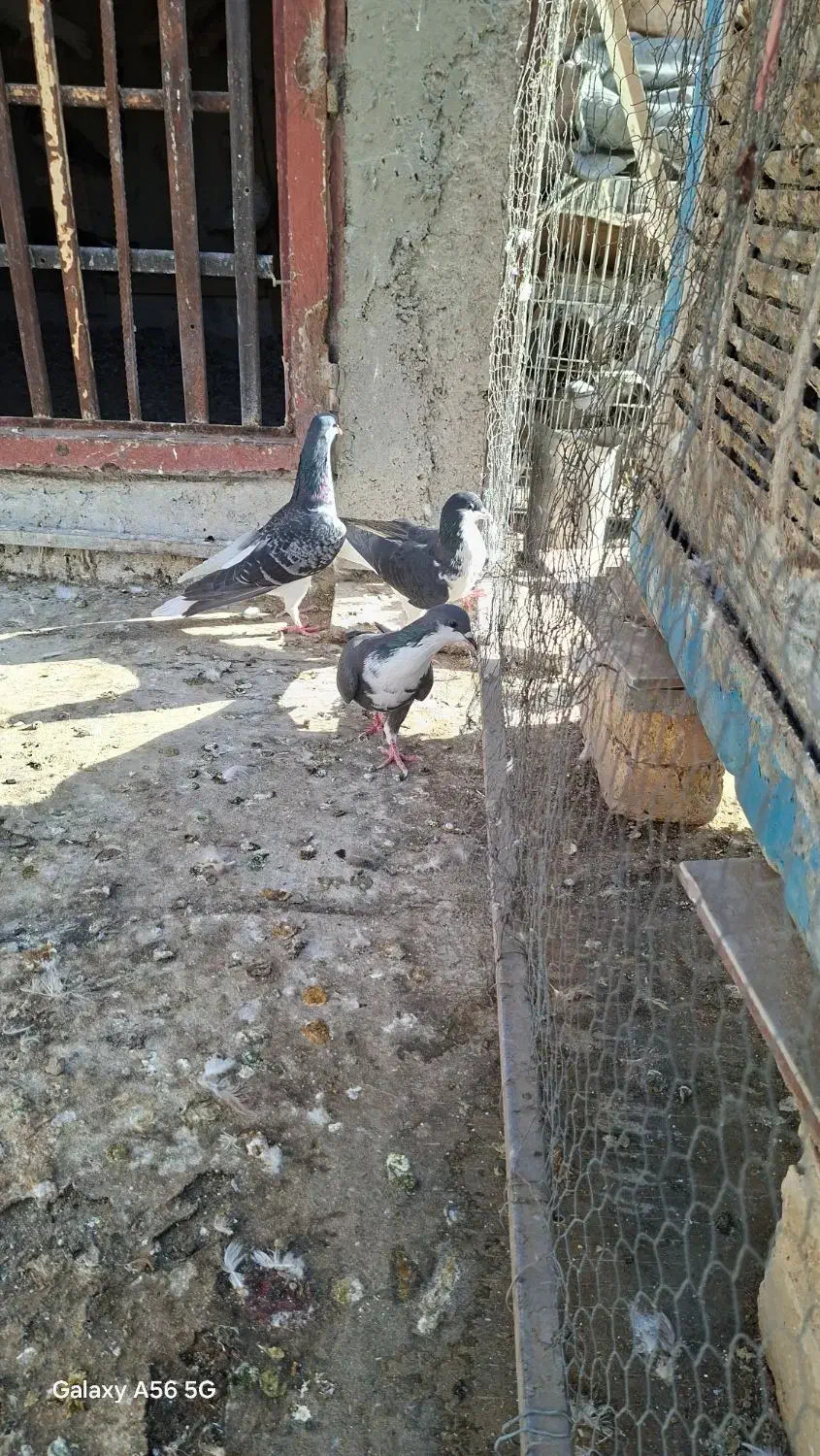 کبوتر نرو ماده طوقی خوشرنگ کرباتی کاشونی|پرنده|فولادشهر, فولادشهر|دیوار