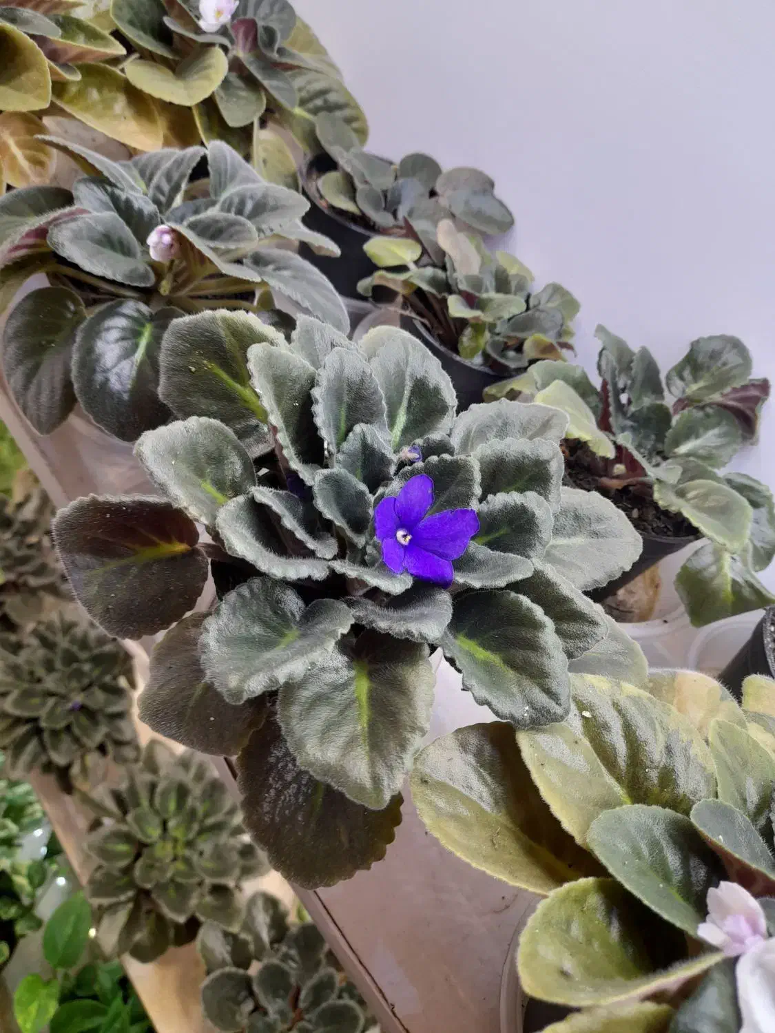 فروش بنفشه و پتوس|گل و گیاه طبیعی|رشت, علی آباد|دیوار