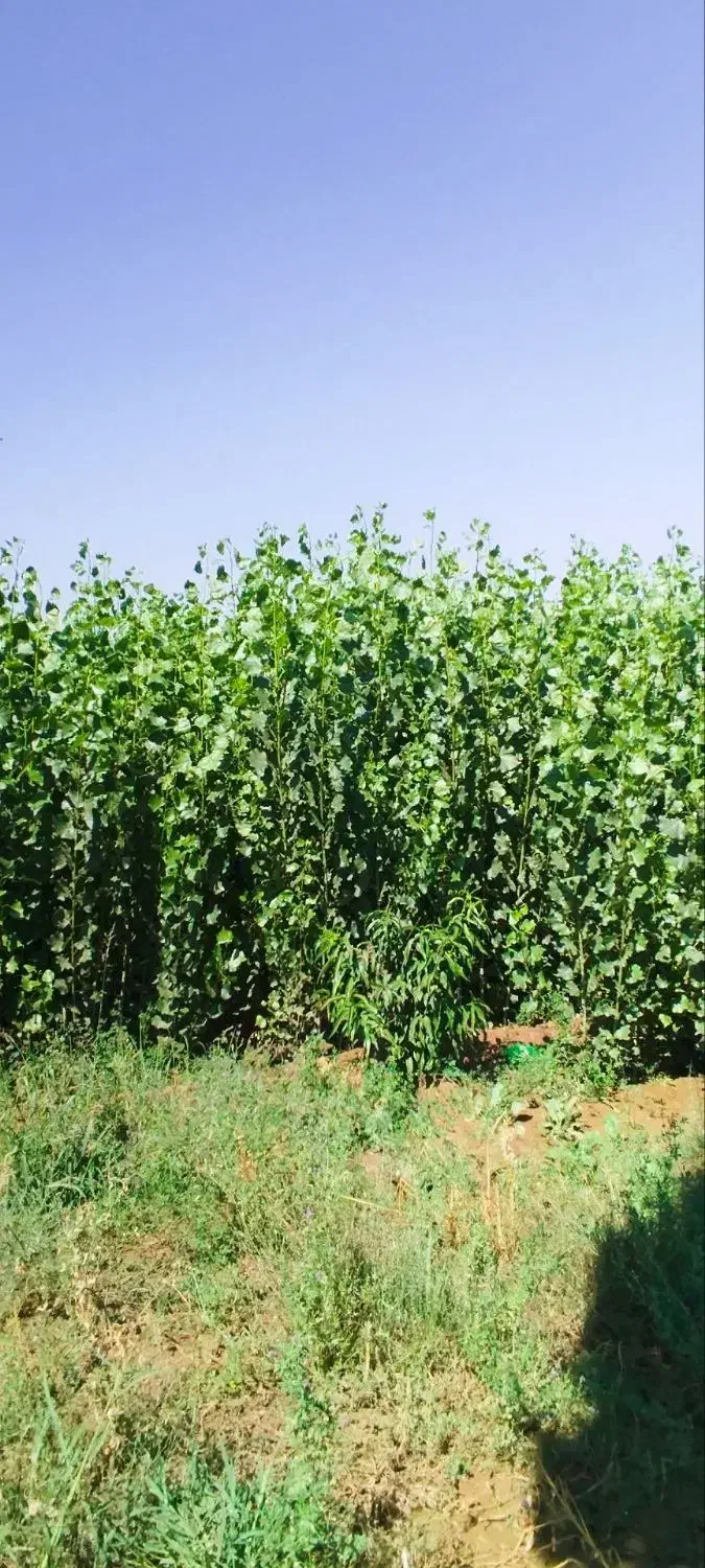 فروش نهال|خدمات باغبانی و درختکاری|هشترود, |دیوار