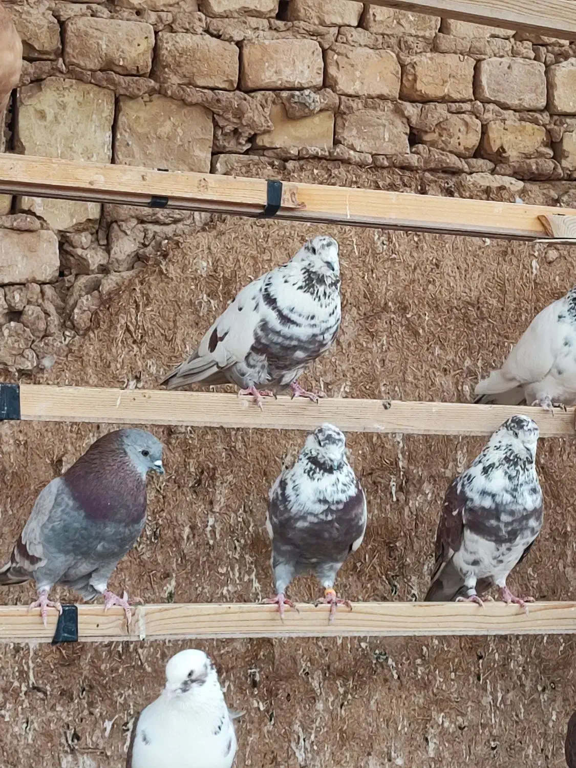 کفترپرشی ساعت سنگین|پرنده|یزد, |دیوار