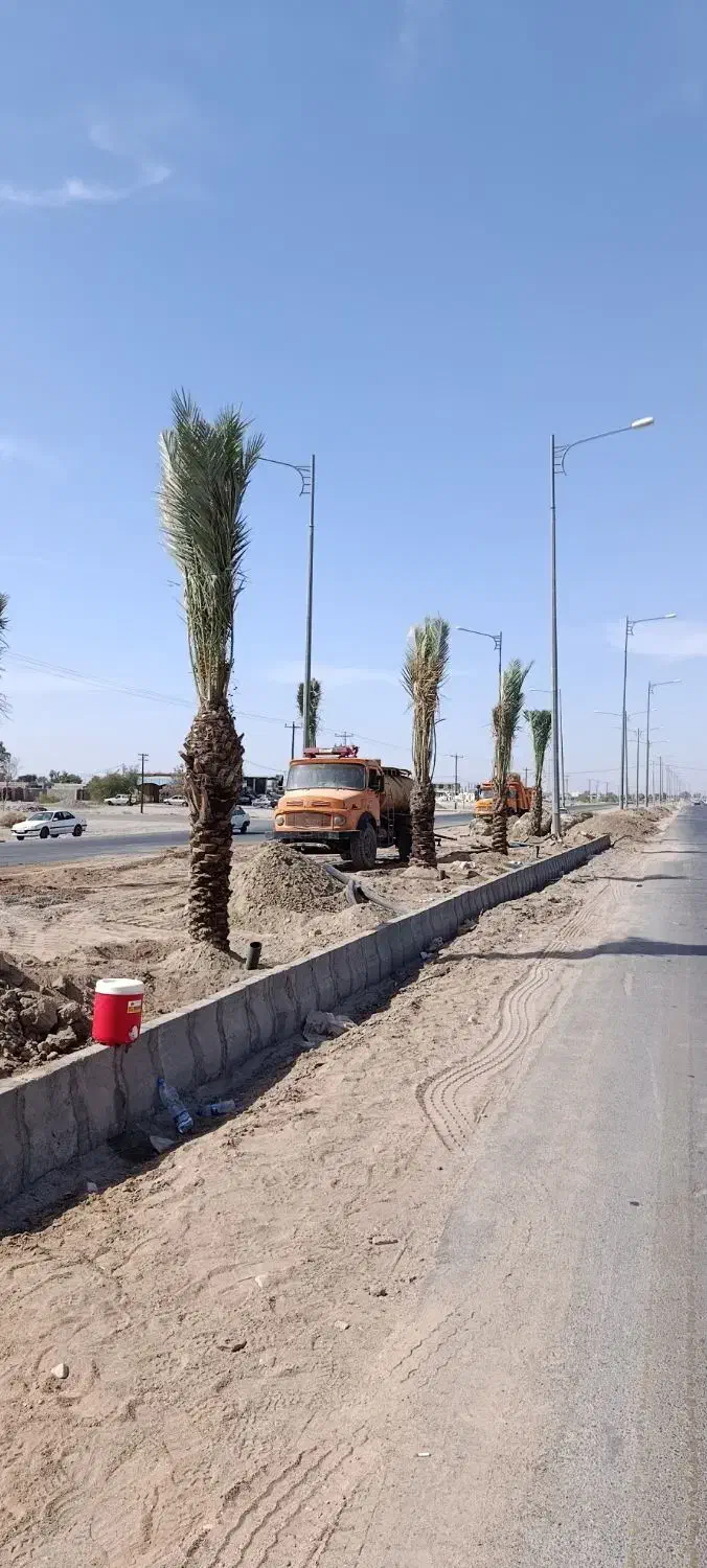 خرید نخل های زیر 5متر با ریشه فقط تعداد بالا|خدمات باغبانی و درختکاری|آبپخش, |دیوار