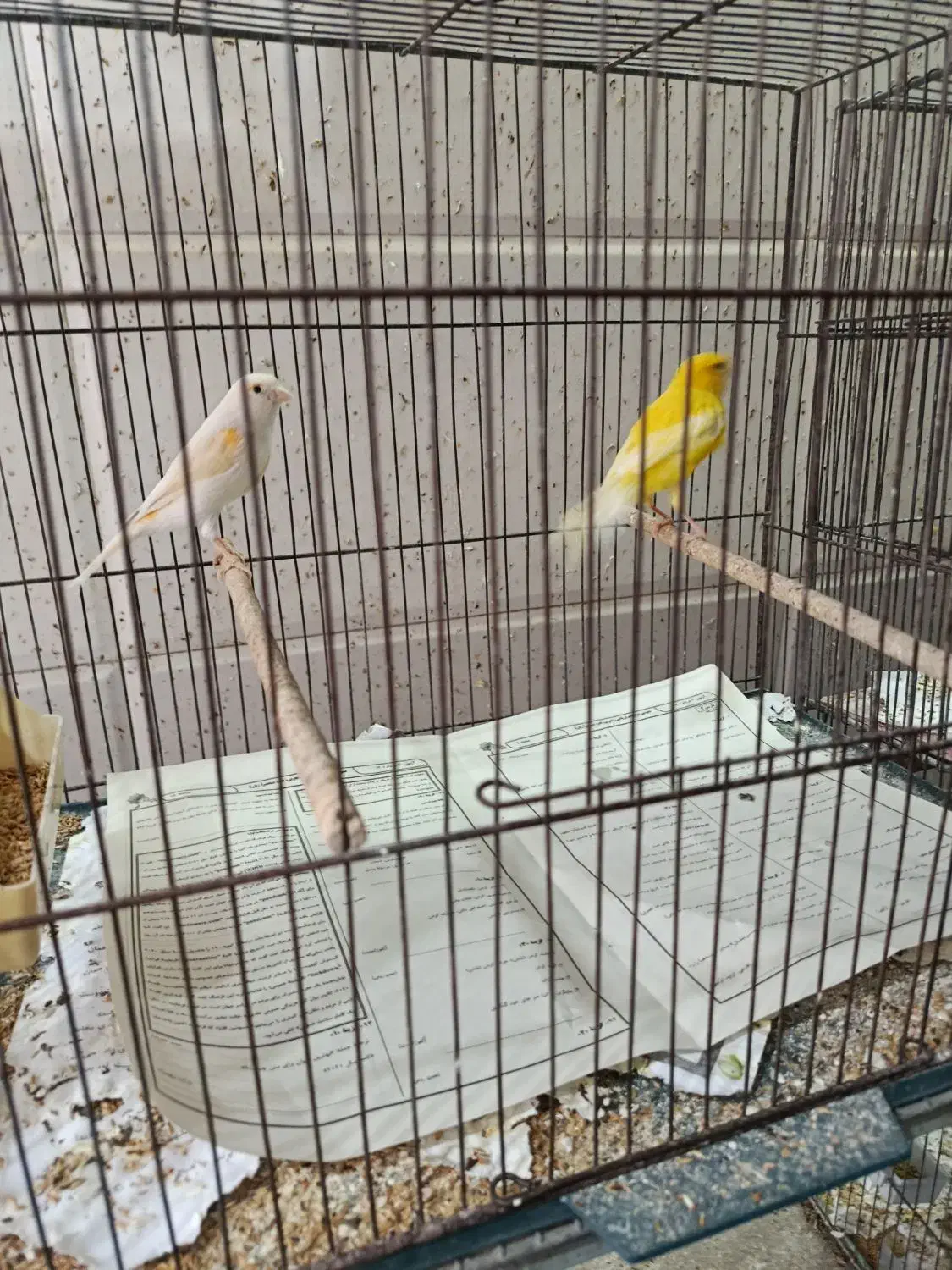 قناری|پرنده|قم, آذر (نکویی)|دیوار