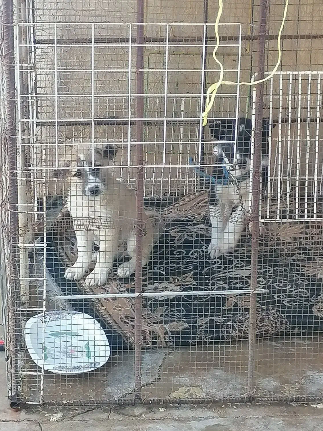 سگ  قدرجونی|سگ|مسجد سلیمان, |دیوار