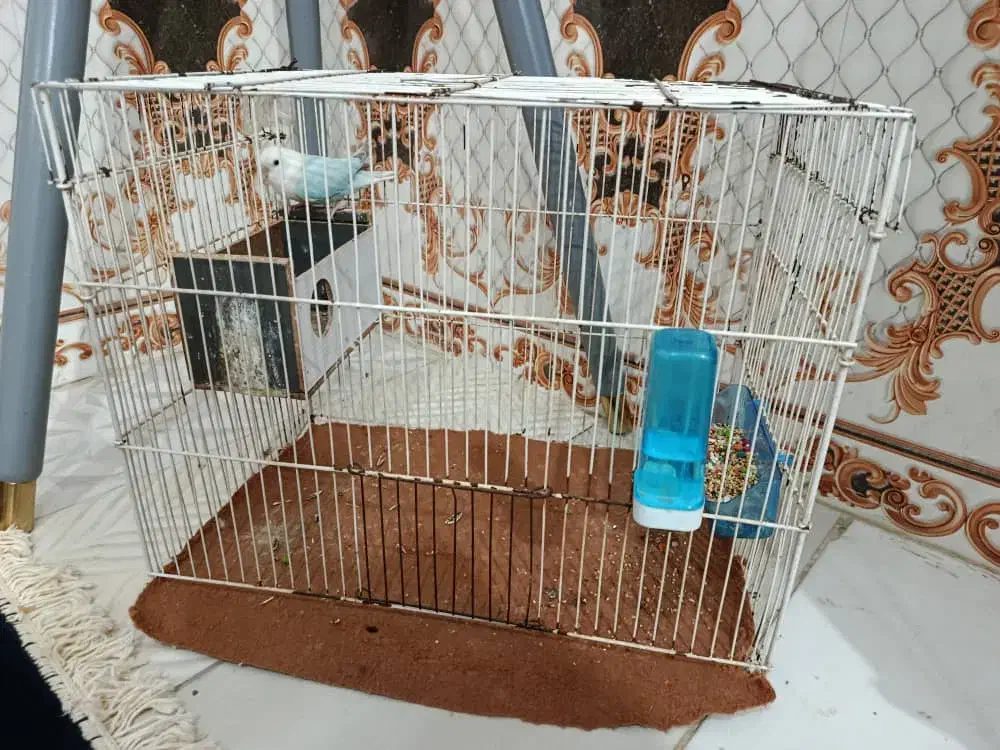 کوتوله آبی|پرنده|زابل, |دیوار