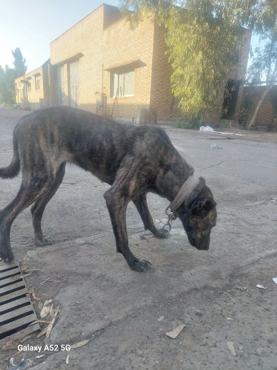 توله ماچ|سگ|قم, خداکرم|دیوار