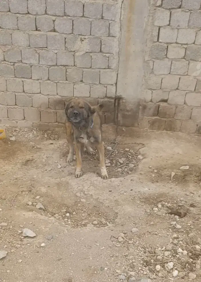 سگ بومی|سگ|پیر بکران, |دیوار