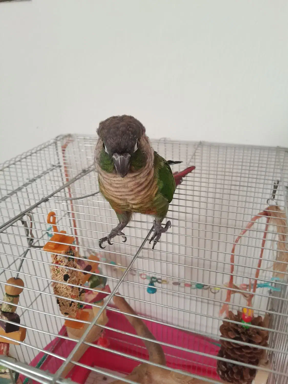 فروش گرینچک ۱ساله باقفس|پرنده|محمدشهر, جعفرآباد|دیوار