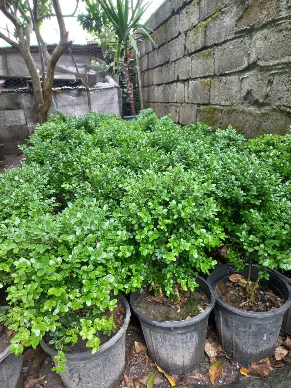 فروش شمشاد طلایی یوکا وشمشاد سبز برگ ریز|گل و گیاه طبیعی|نشتارود, |دیوار