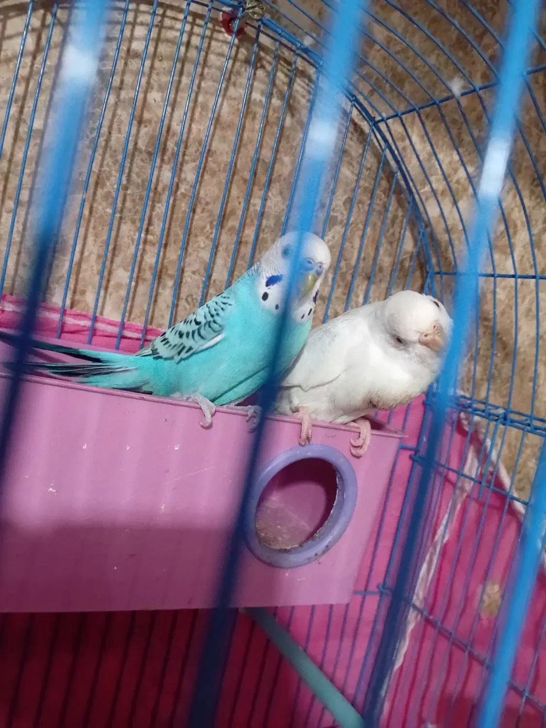 خرمشهر|پرنده|خرمشهر, |دیوار