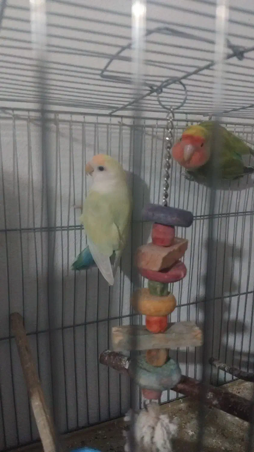 یک جفت کوتوله برزیلی|پرنده|گرگان, |دیوار