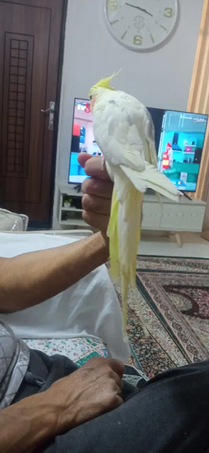 عروس هلندی ماده دستی|پرنده|اصفهان, بوزان|دیوار