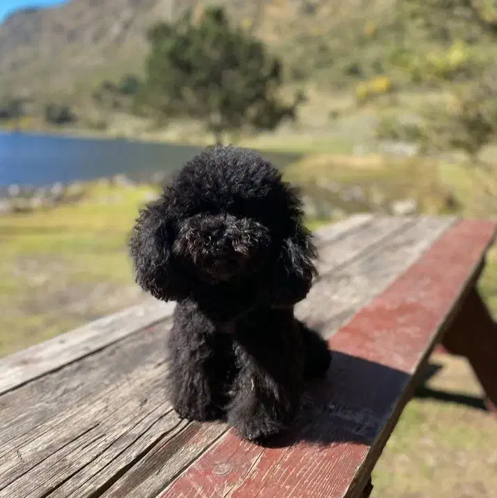 سگ توی پودل ماده باکیفیت و سایز اورجینال|سگ|کرج, باغ سیب|دیوار