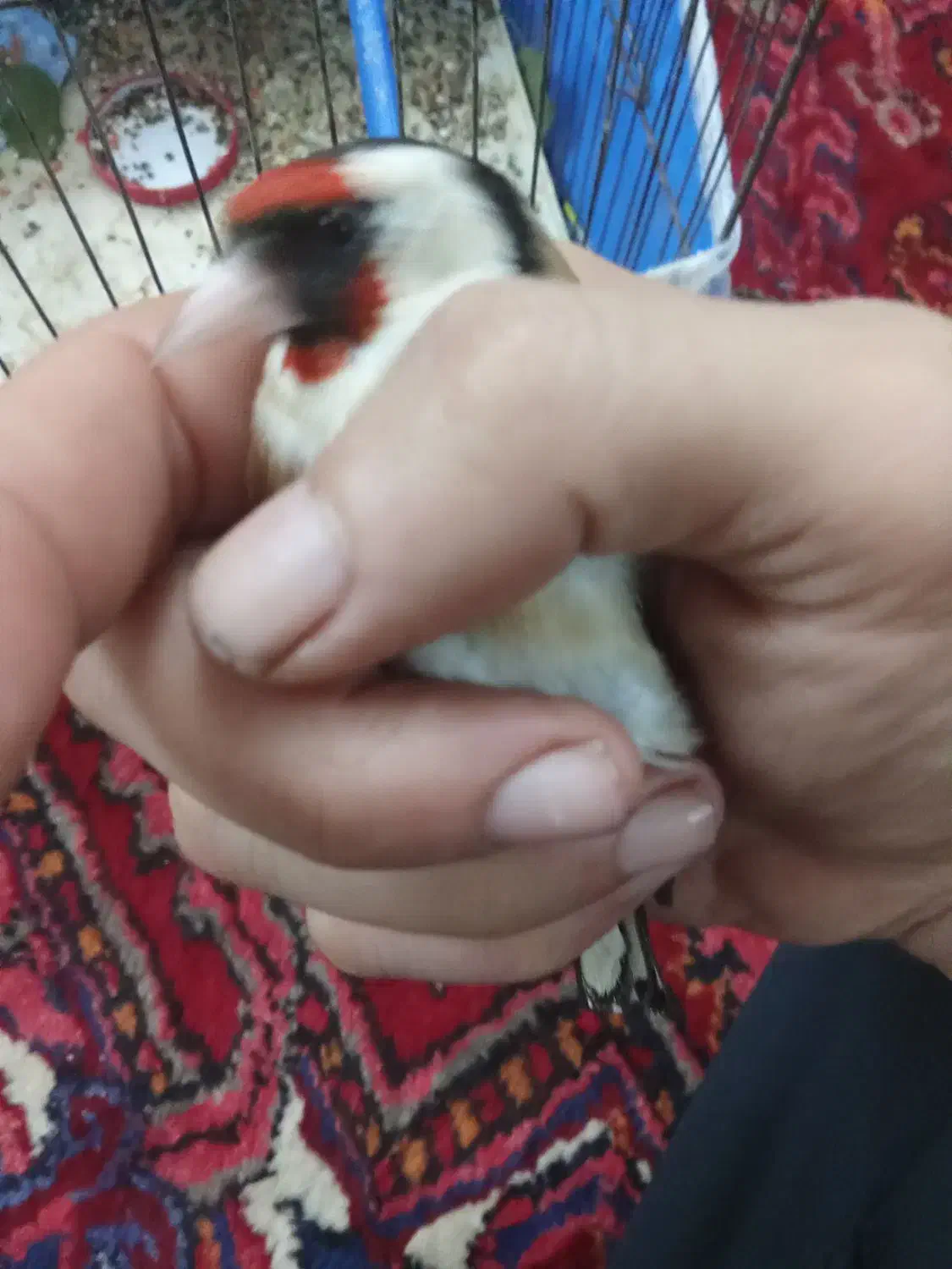 سیرح|پرنده|سهند, |دیوار