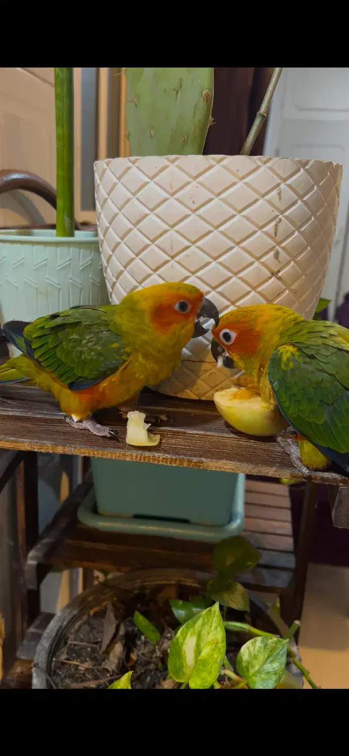 طوطی خورشیدی سان کانور ۶ ماهه پشت زرد|پرنده|اهواز, زیتون کارمندی|دیوار