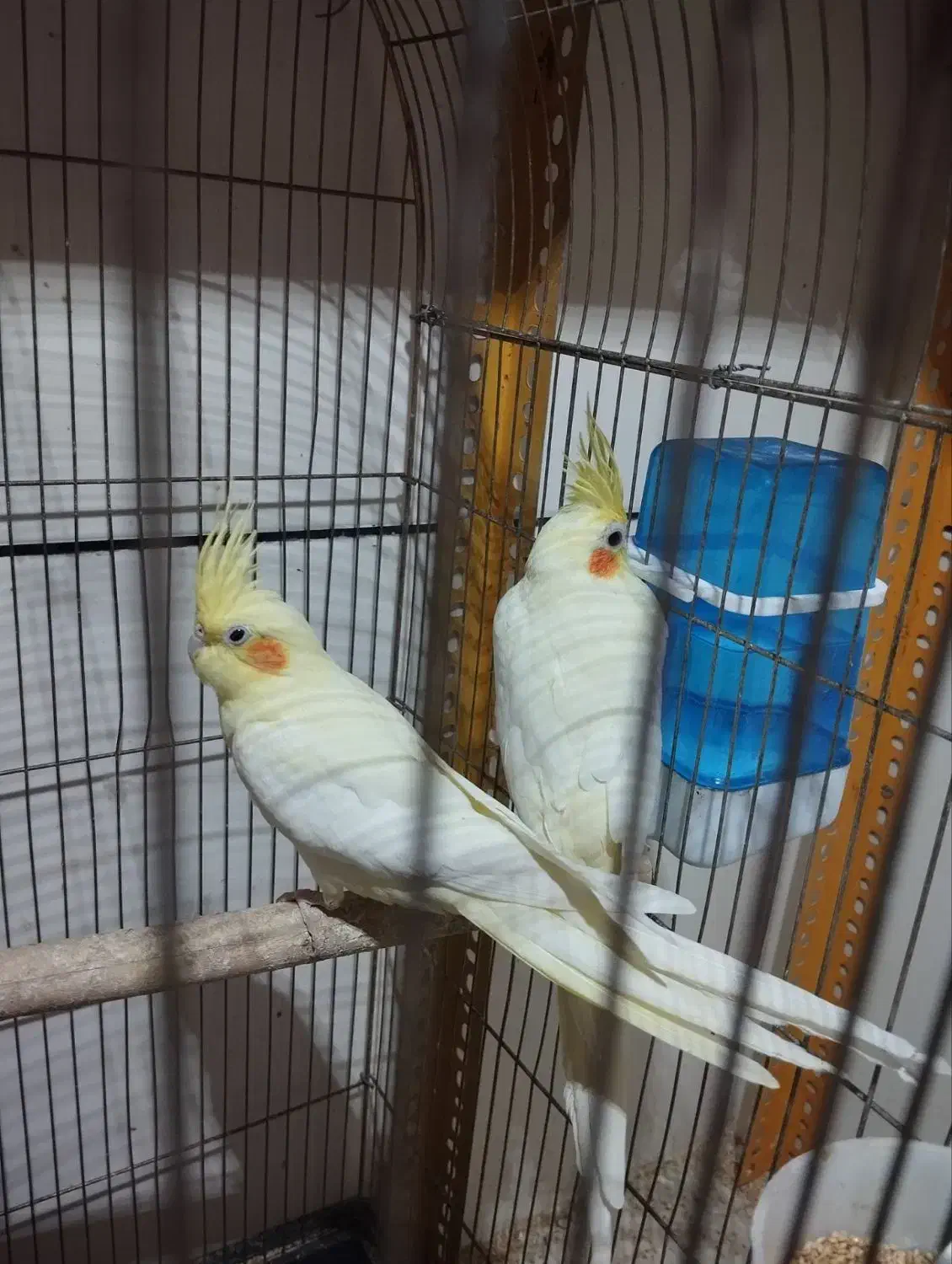 عروس هلندی مولدو مرغ عشق نر|پرنده|ایلام, |دیوار