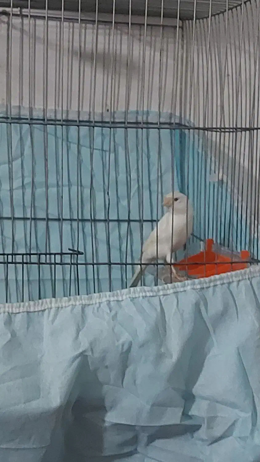 ۱۱ عدد قناری ..|پرنده|بروجرد, |دیوار