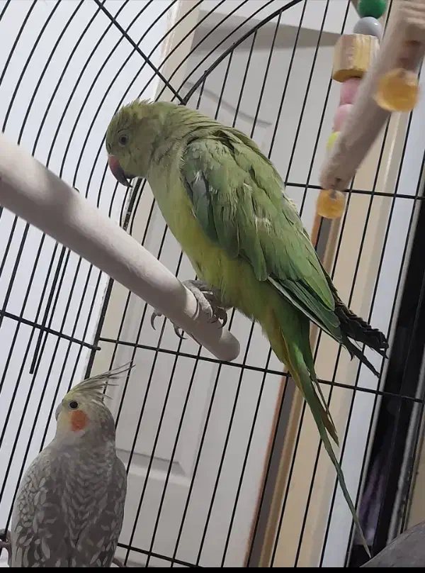 ۳تا عروس هلندی و یک طوطی دوتا قفس|پرنده|سیرجان, |دیوار