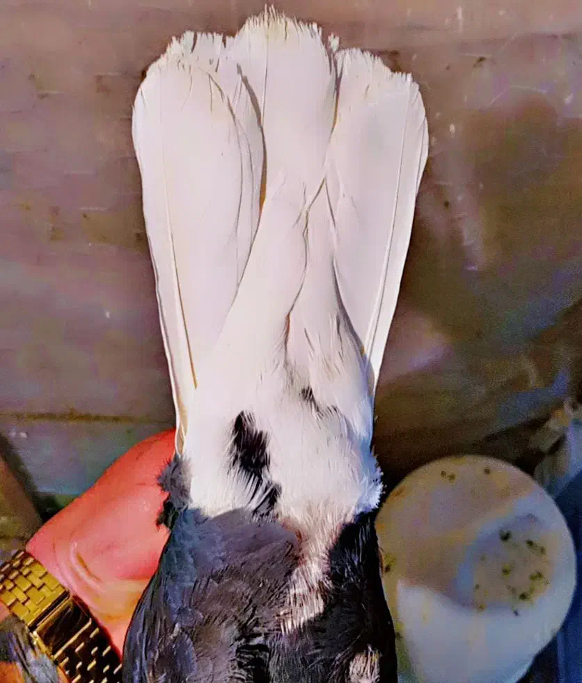 کفتر رنگی سینه دم سفید|پرنده|شیراز, نارنجستان|دیوار