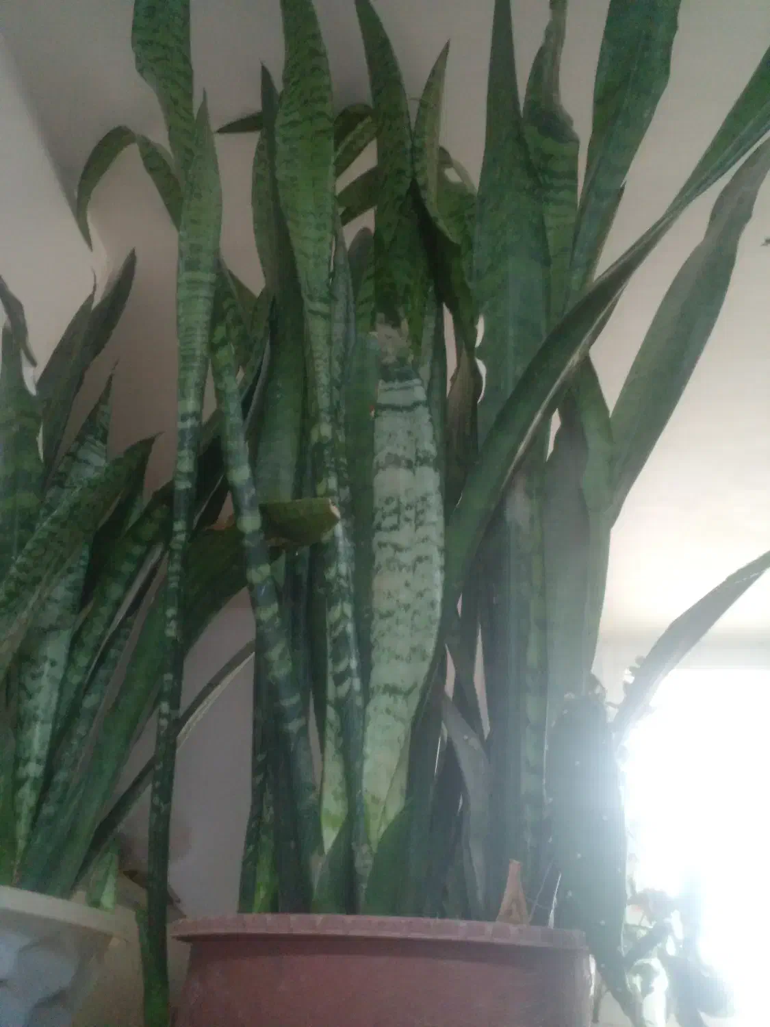 گل ها|گل و گیاه طبیعی|شهرکرد, |دیوار