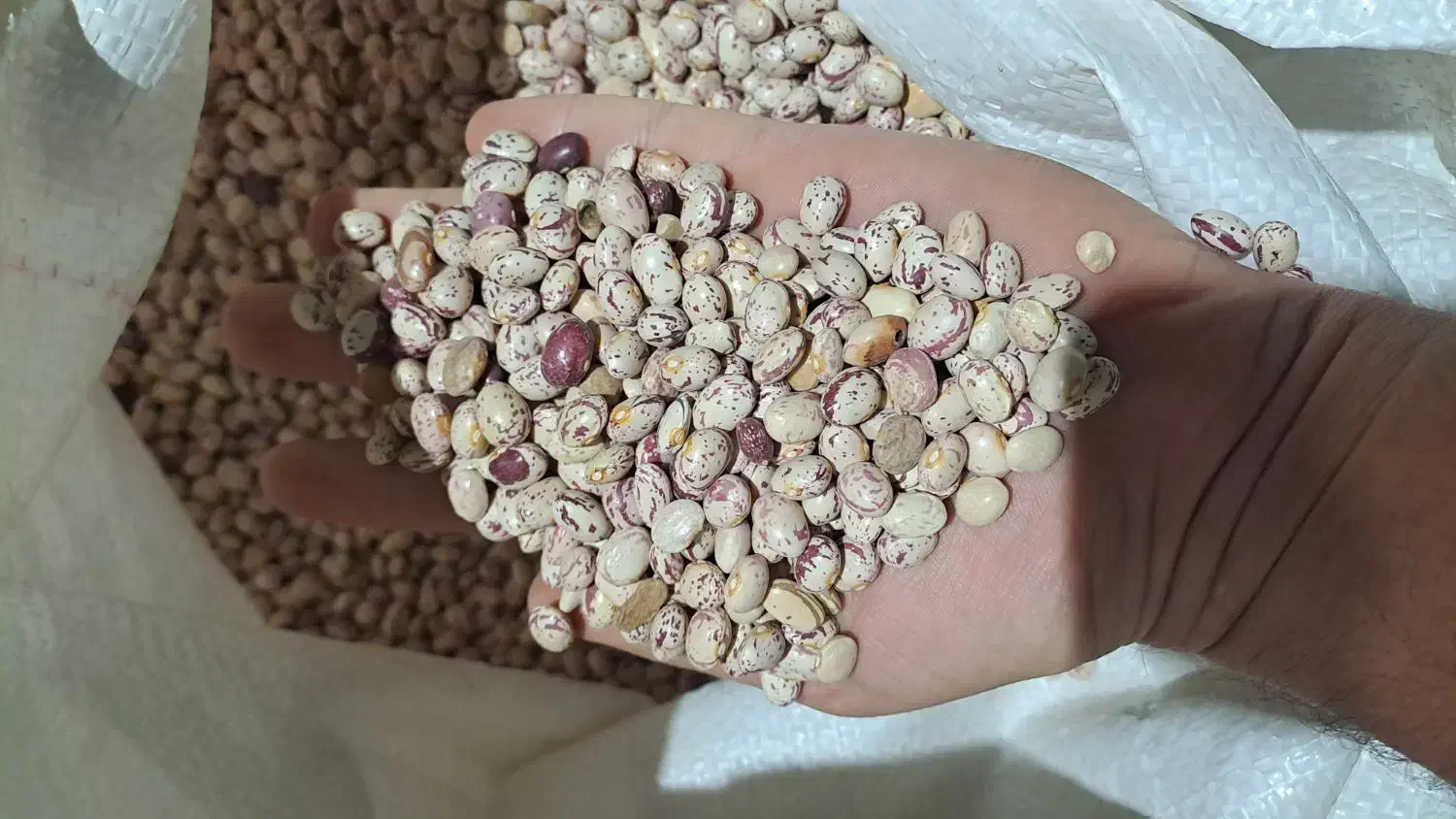 لوبیا چیتی و سفید خمین ارگانیک و خوشپخت|خوردنی و آشامیدنی|کاشان, فاز ۱ ناجی آباد|دیوار