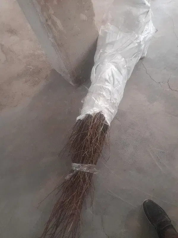 نهال بادام|خدمات باغبانی و درختکاری|سرپل ذهاب, |دیوار