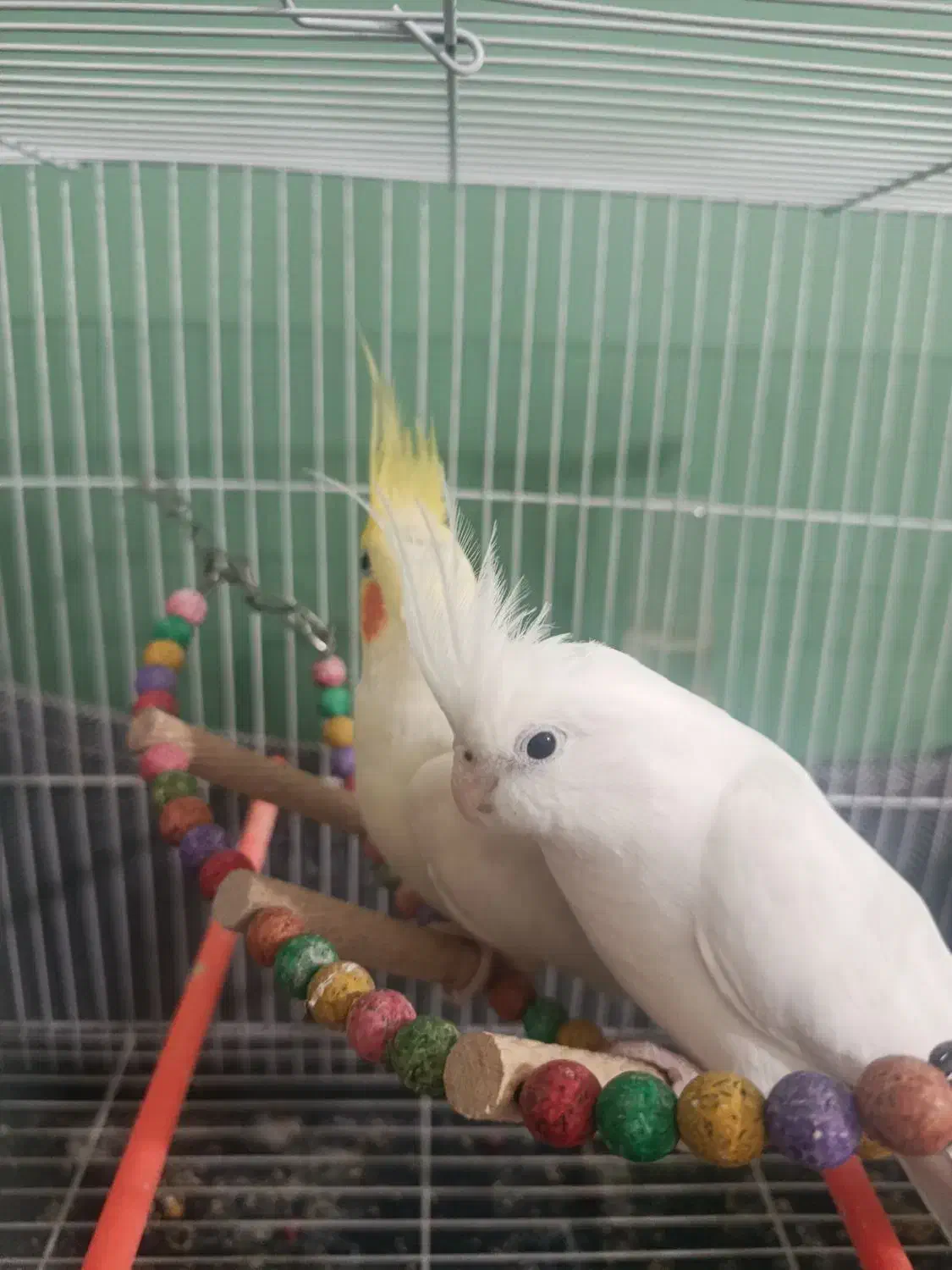 عروس هلندی|پرنده|گلبهار, شهر جدید گلبهار|دیوار