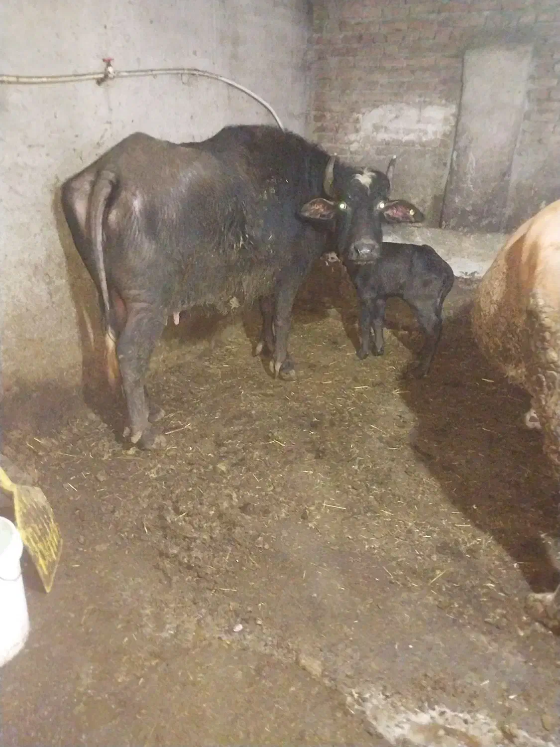 گاومیش|حیوانات مزرعه|اردبیل, |دیوار