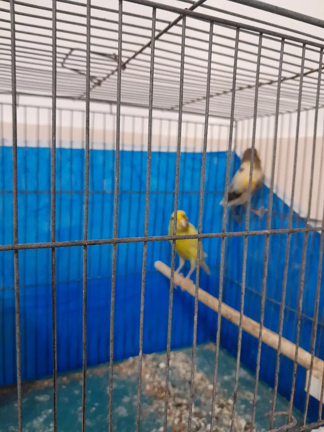 قناری|پرنده|خمینی‌شهر, |دیوار