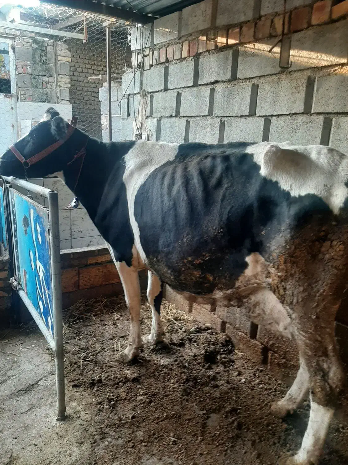 گاو هلشتاین صنعتی|حیوانات مزرعه|گنبد کاووس, |دیوار