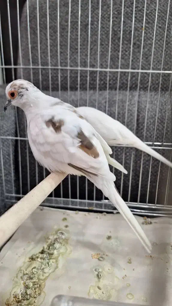 فنج سفید|پرنده|قم, آلوچو|دیوار